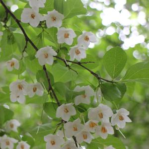 夢（優しい魔女の歌）