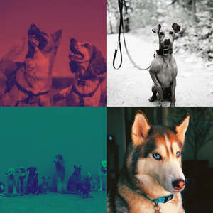 抚慰的孤独的狗回忆