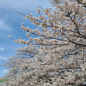 벚꽃 흩날리는 봄에 (cherry blossoms in spring)