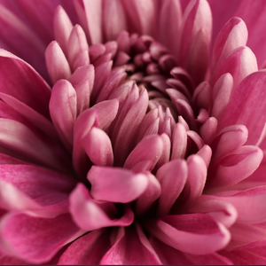 三个不-----------ART