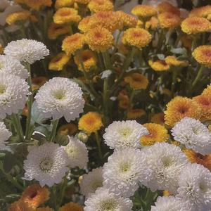 你是我忘不掉的