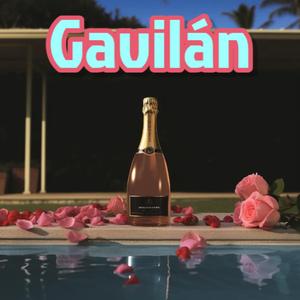 Gavilán