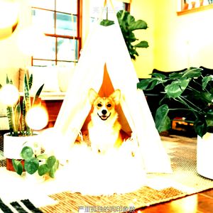 精彩孤独的狗环境