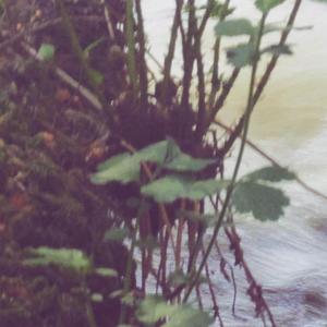 MDIS (feat. Andrew Queens & Eyesluvsu)