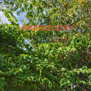 我想回到自己的家乡