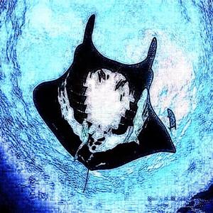 Manta（翻自 群星）
