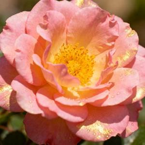 怎叹 (是鱼呀 Remix)