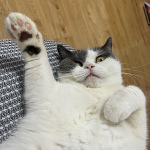 Wellerman（Sea Shanty）-捕鲸者