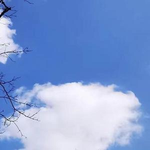鸽子在飞翔