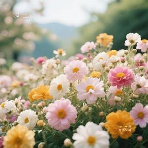 百花香 (云川 Remix)