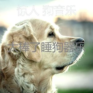 一尘不染小狗印象数