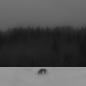 Луза дорожная