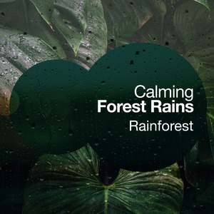 The Rain Nest
