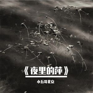 《夜里的萍》
