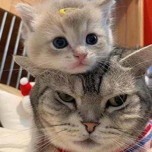 武家坡（抖音热播DJ版）