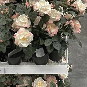 暧昧期（prod.葵）