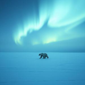 The Silence of the Pole