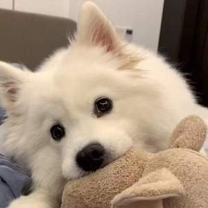 飘雪冬日