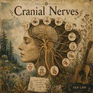 Cranial Nerves