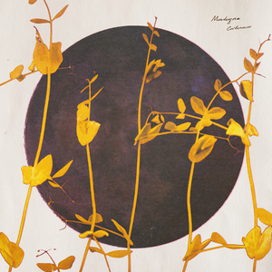 Mandragora Caulescens