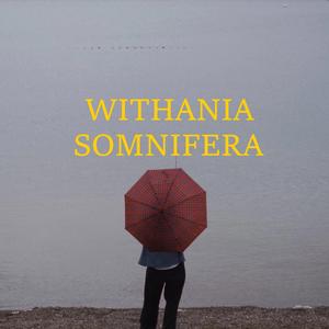 WITHANIA SOMNIFERA