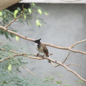 趁我妈不在家录这个好像做贼。(1)