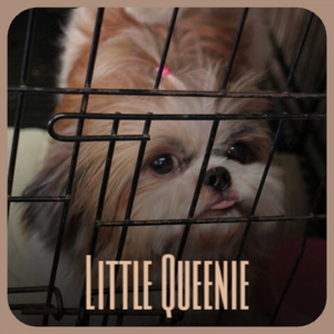 Little Queenie