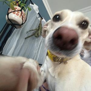 I need you/I want you (feat. Amanda Braam) (Amanda's Version)