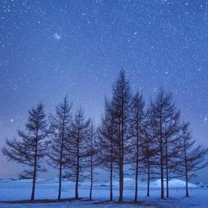 纯筝 | 樱花草（翻自 苏白睡醒啦）