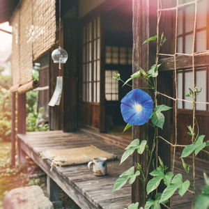 アサガオ