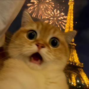 可爱的猫