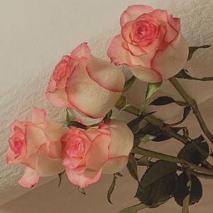 민들레 （蒲公英）（翻自 脸红的思春期）