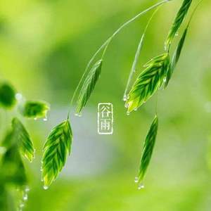 谷雨（翻自 赵方婧）