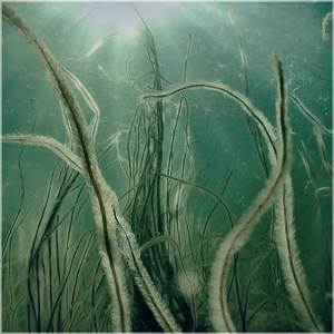 Seagrass
