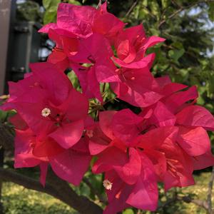 《小红帽》词曲唱 赵鑫