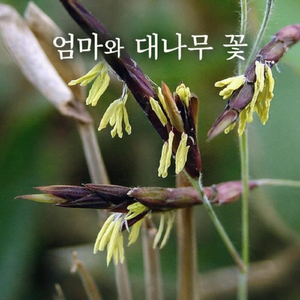 엄마와 대나무 꽃