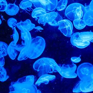 GALAXY (feat. Trinksportverein)