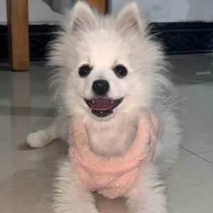 熔化的月亮切片