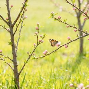 给我无尽不眠的春天 (Cover 庄东茹)