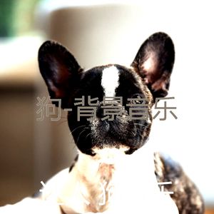 放松的-睡觉的小狗