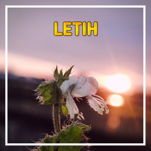 Letih