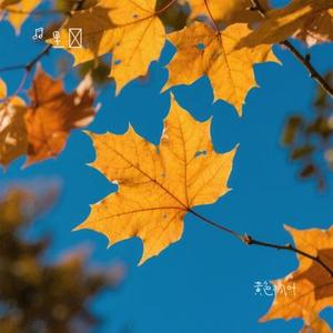 黄色枫叶 (Cover 薛之谦)