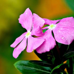 Espacio de Descanso（Piano）