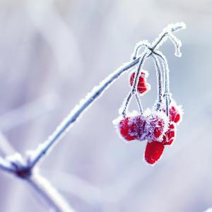 树枝上是什么 (8)