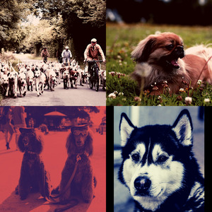 优美可爱的狗器乐