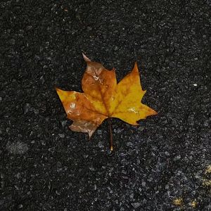 【BEAT】“枫叶飘散”indie rock×trap