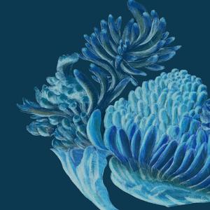 Pisolithus Tinctorius