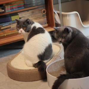 两人两猫三餐四季