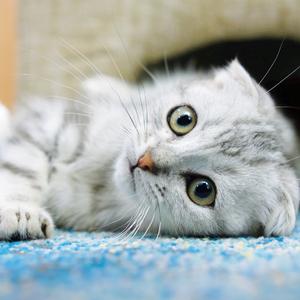 可爱（Cover 蔡健雅）