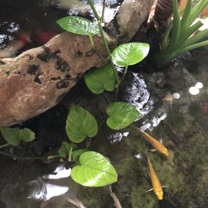 风铃 (1)
